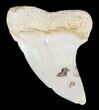 Mako Shark Tooth Fossil - Sharktooth Hill, CA #46770-1